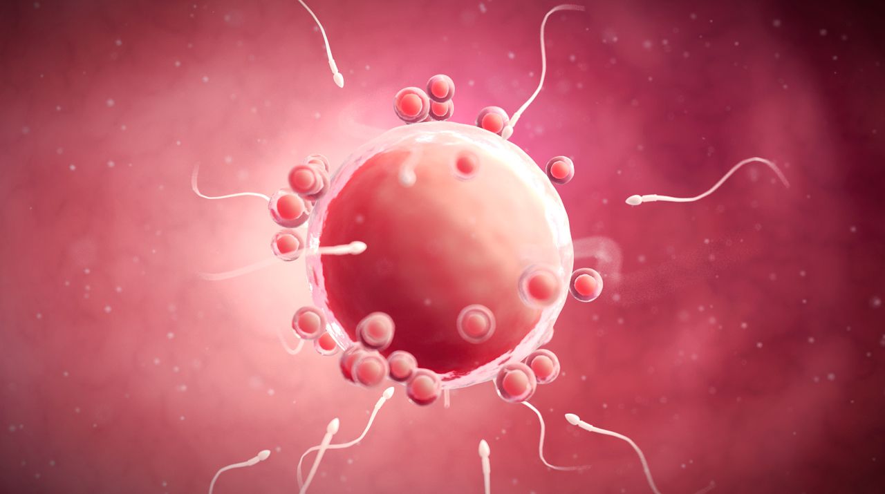 Fertility and Reproductive Medicine Library Thumbnail