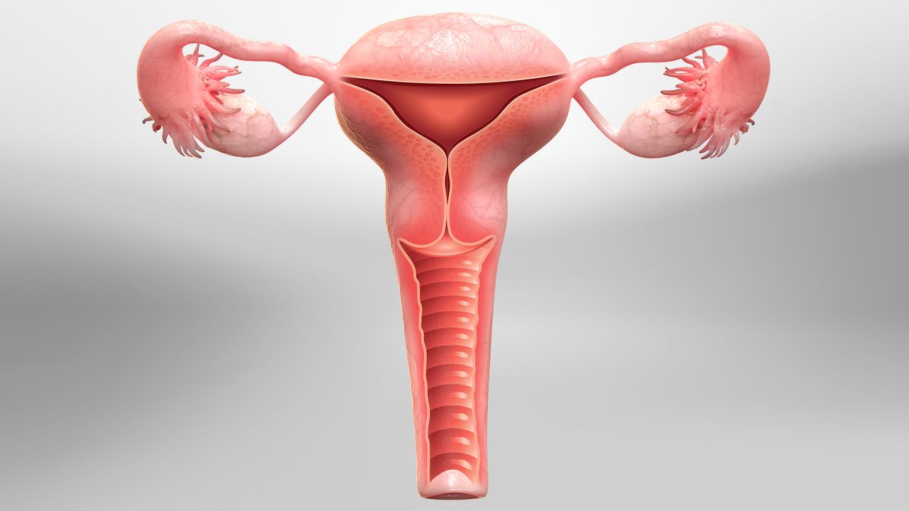 Hysterectomy | Johns Hopkins Medicine
