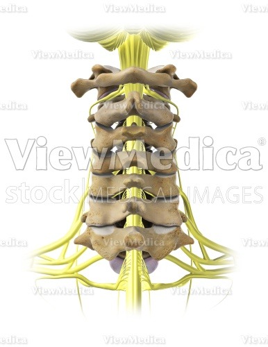 ViewMedica Stock Art: Cervical spine with nerves (posterior view)