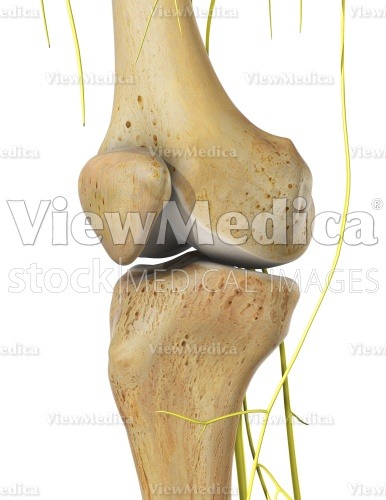 ViewMedica Stock Art: Knee with nerves (anteromedial view)
