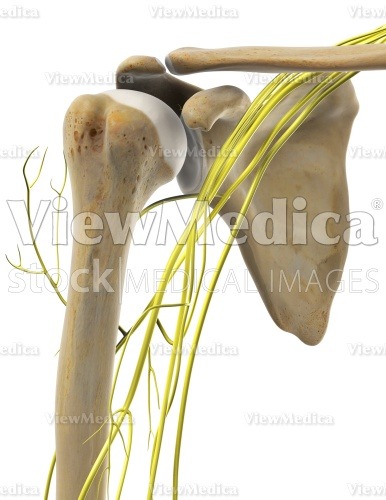 ViewMedica Stock Art: Shoulder detail with nerves (anterior view)