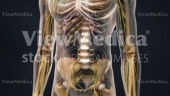 Male anatomy close up (anterior anatomical view with skeletal and nervous systems)