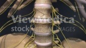 Lumbar vertebrae and discs (close up anterior view within skeletal and nervous system)